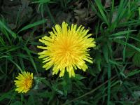 Klik op de foto voor groter formaat